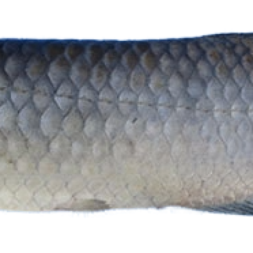 African Bonytongue Pack